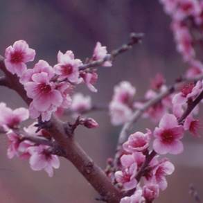 pesco prunus persica - detail - - cura dei fiori, delle piante d ...